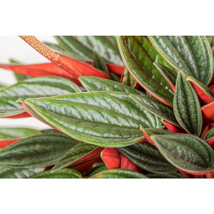 Peperomia rosso 15