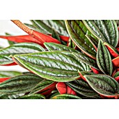 Peperomia rosso 15