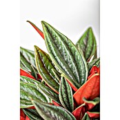 Peperomia rosso 15