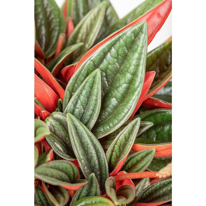 Peperomia rosso 15