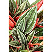 Peperomia rosso 15