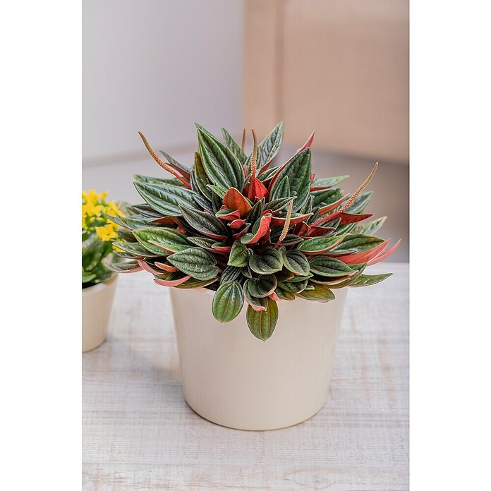 Peperomia rosso 15
