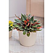 Peperomia rosso 15