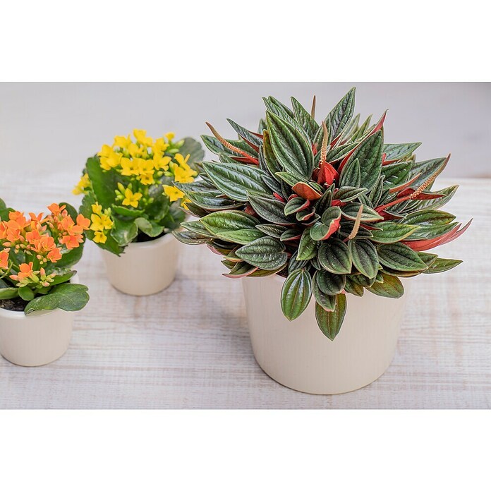 Peperomia rosso 15