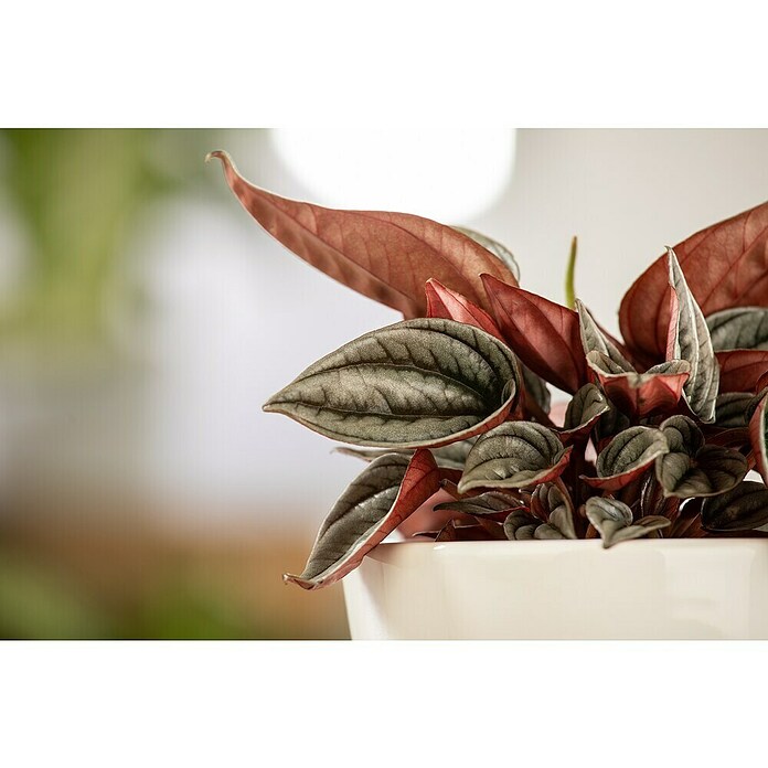 Peperomia rosso 15