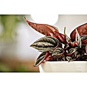 Peperomia rosso 15