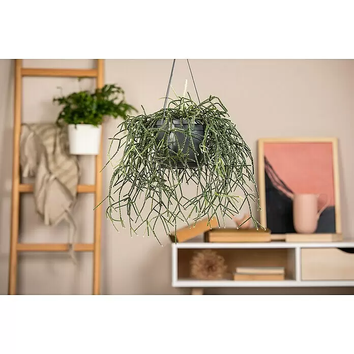 Piardino Rutenkaktus - Rhipsalis pilocarpa, Topfgröße: 21 cm - Eine hängende Rhipsalis-Pflanze mit grünen Stielen in einem schwarzen Topf, in einem hellen Raum hängend.