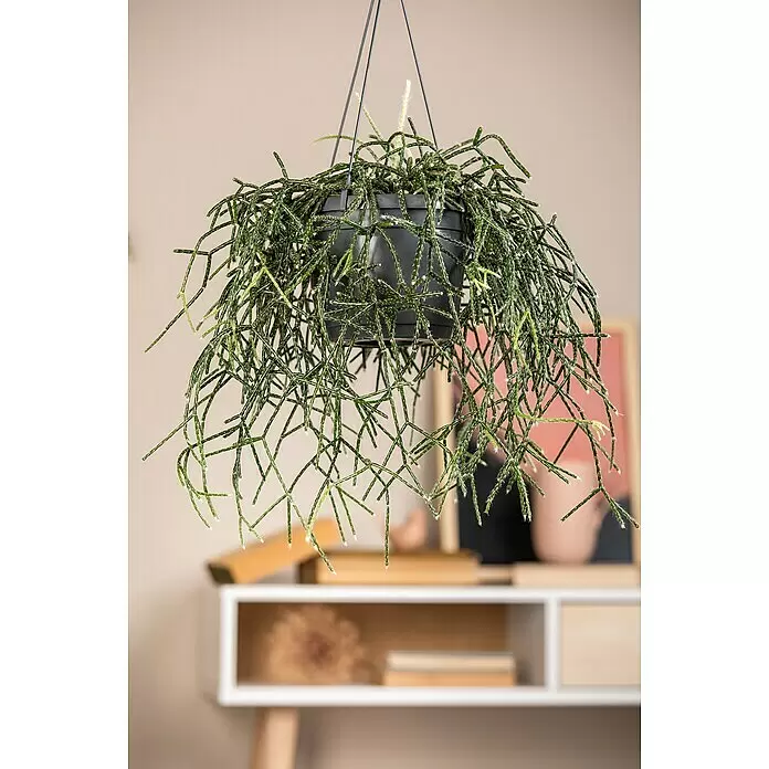 Piardino Rutenkaktus - Rhipsalis pilocarpa, Topfgröße: 21 cm - Grüne Rhipsalis Hängepflanze mit segmentierten Stielen in einem dunklen Topf, drinnen ausgestellt.