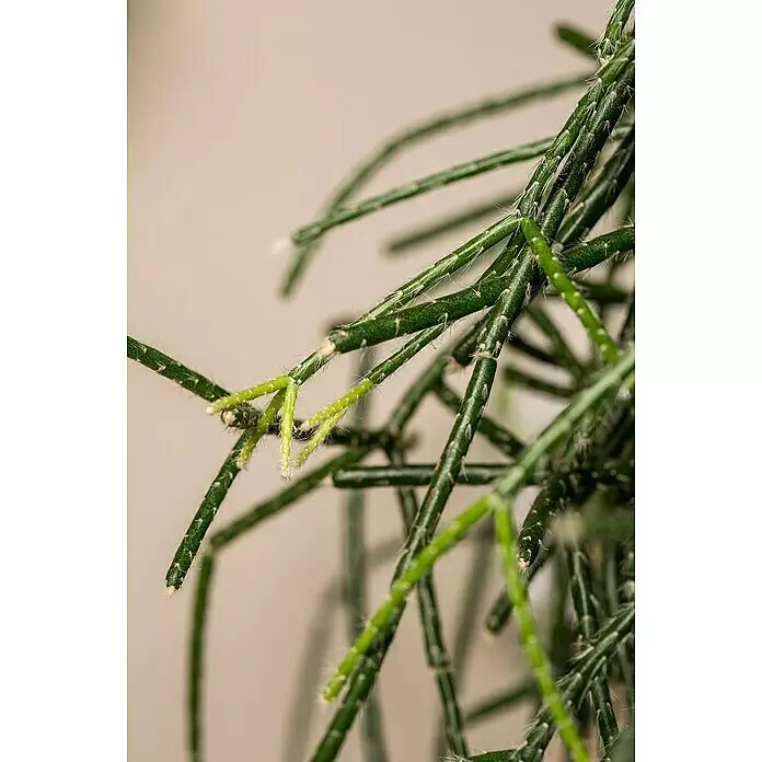 Piardino Rutenkaktus - Rhipsalis pilocarpa, Topfgröße: 21 cm - Nahaufnahme von grünen, segmentierten Rhipsalis-Stängeln mit feinen weißen Härchen und helleren Spitzen.