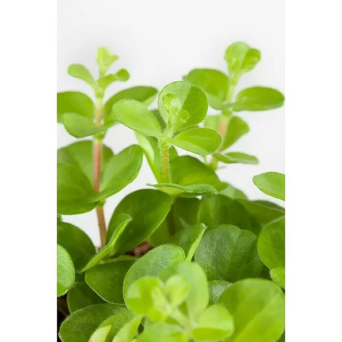 Piardino Zwergpfeffer - Peperomia, Topfgröße: 6 cm - Kleine, üppige Grünpflanze mit runden, leicht behaarten Blättern.
