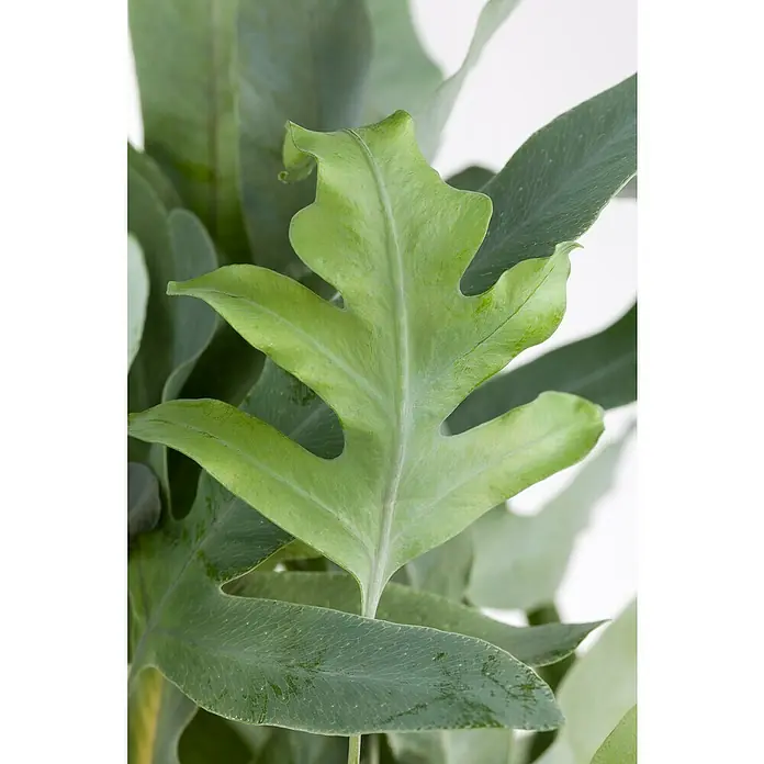 Goldtüpfelfarn - Phlebodium aureum 'Blue Star', Topfgröße: 17 cm - Nahaufnahme eines bläulich-grünen Hirschgeweihfarns, der seine einzigartige Blattform und Textur hervorhebt.