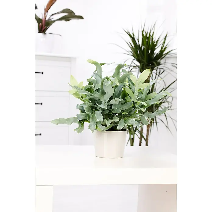 Goldtüpfelfarn - Phlebodium aureum 'Blue Star', Topfgröße: 17 cm - Elegantes Detail für Ihr Zuhause: Ein blaugrauer Rippenfarn in einem schlichten, weißen Topf, der auf einem hellen Tisch steht. Perfekt für moderne Räume.