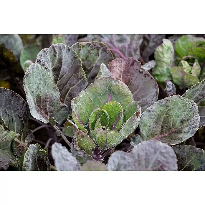 Blu Bio Rosenkohl - Brassica oleracea var. gemmifera, Topfgröße: 12 cm - Detailaufnahme