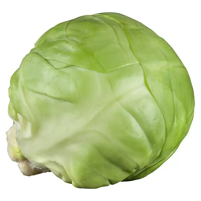 Blu Bio Rosenkohl - Brassica oleracea var. gemmifera, Topfgröße: 12 cm - Vorderansicht