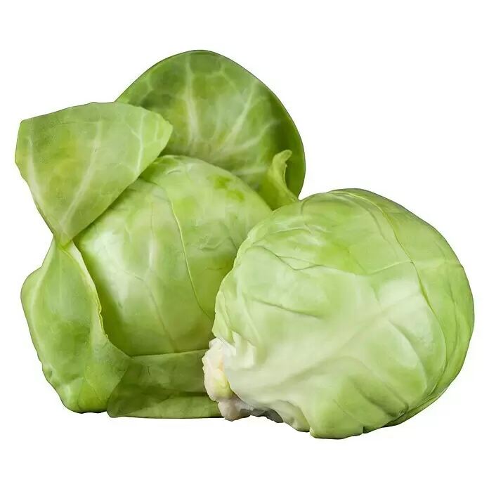 Blu Bio Rosenkohl - Brassica oleracea var. gemmifera, Topfgröße: 12 cm - Vorderansicht