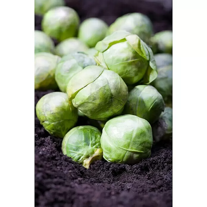 Blu Bio Rosenkohl - Brassica oleracea var. gemmifera, Topfgröße: 12 cm - Detailaufnahme