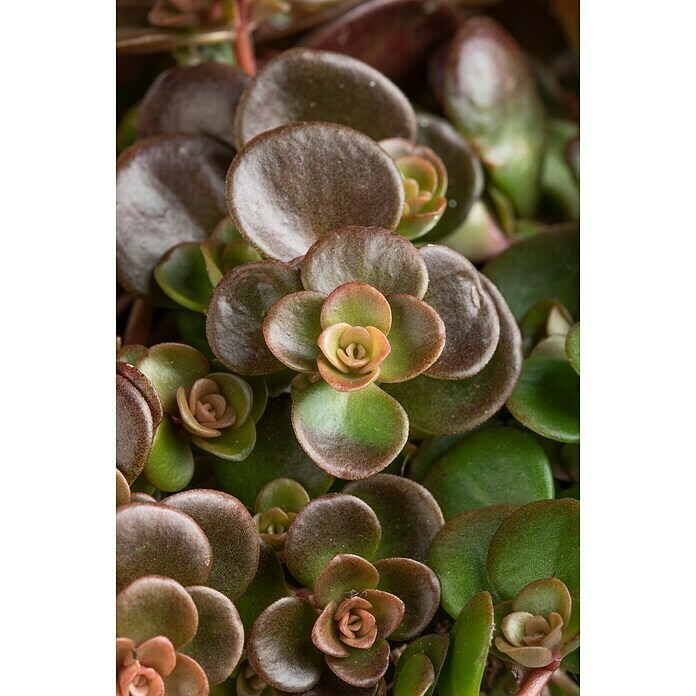 Sedum Hybride 13 Makinoi