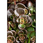 Sedum Hybride 13 Makinoi