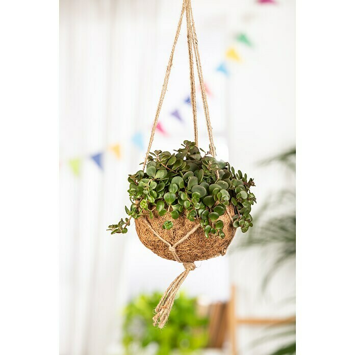 Sedum Hybride 13 Makinoi