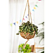 Sedum Hybride 13 Makinoi