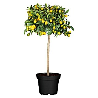 Piardino Zitronenbaum (Citrus japonica)