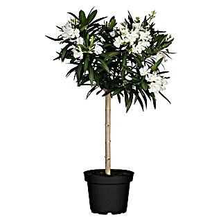 Piardino Oleander (Nerium oleander, Topfgröße: 19 cm, Weiß/Gelb/Rosa)