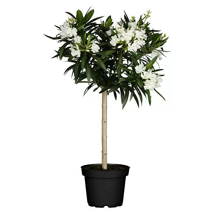 Piardino Oleander - Nerium oleander, Topfgröße: 19 cm, Weiß/Gelb/Rosa - Vorderansicht