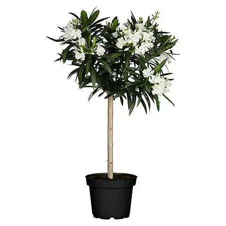 Piardino Oleander - Jetzt kaufen! Schnelle Lieferung