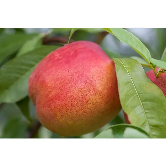 Piardino Zwerg-Nektarinenbaum - Prunus nupersica - Nahaufnahme einer reifen Nektarine am Baum mit grünen Blättern. Das glatte, rot-gelbe Fruchtfleisch verheißt einen süßen, saftigen Genuss.