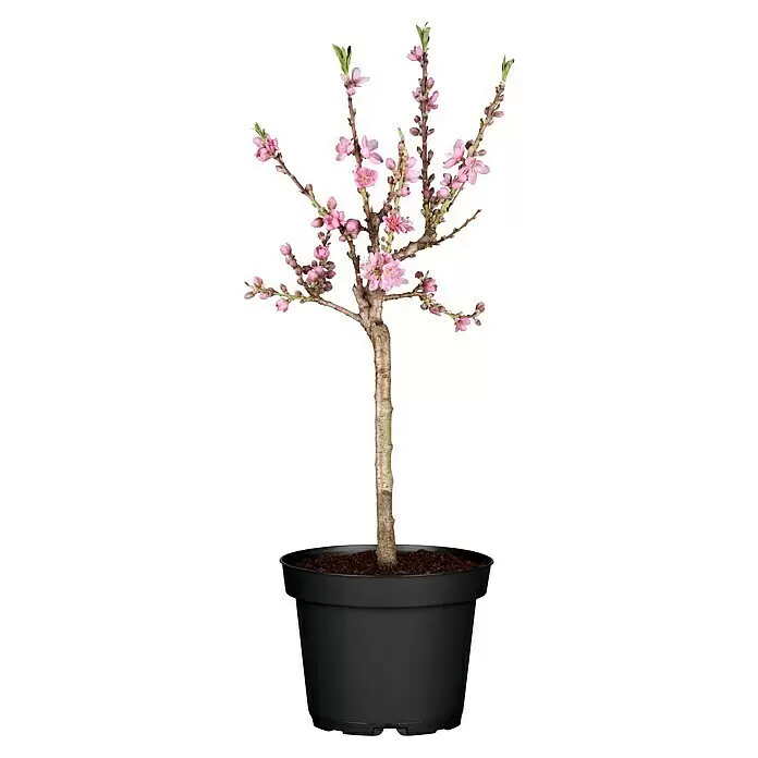 Piardino Zwerg-Nektarinenbaum - Prunus nupersica - Kleiner blühender Baum mit rosa Blüten und grünen Blättern in einem schwarzen Topf mit brauner Erde.
