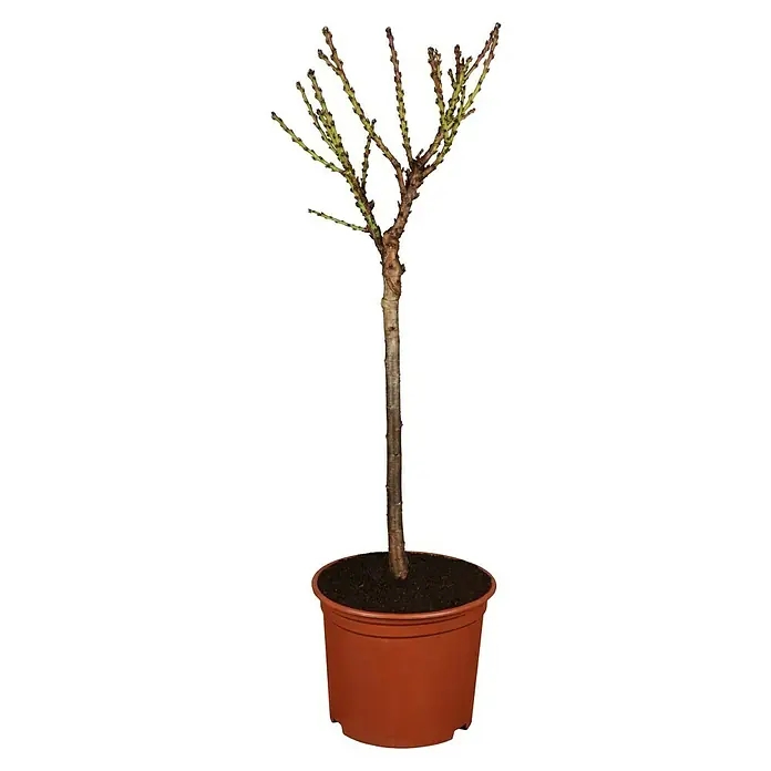Piardino Melocotón - Melocotón enano - Un árbol de interior Euphorbia en una maceta. La planta tiene un tronco largo y una copa de ramas verdes con pequeños nódulos.