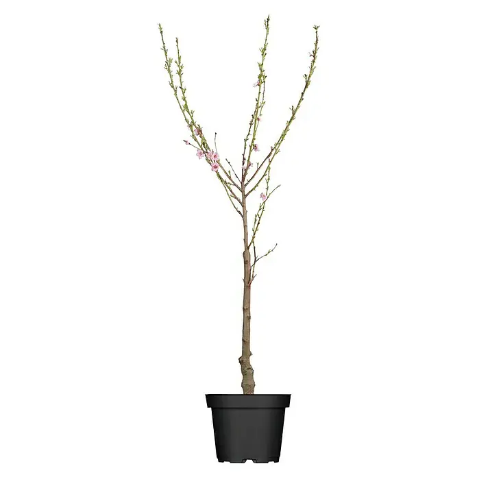 Piardino Pfirsich - Zwergpfirsich, Prunus persica - Ein blühender Zierbaum in einem schwarzen Topf, ideal für die Dekoration von Innenräumen oder Gärten mit seiner eleganten Erscheinung.