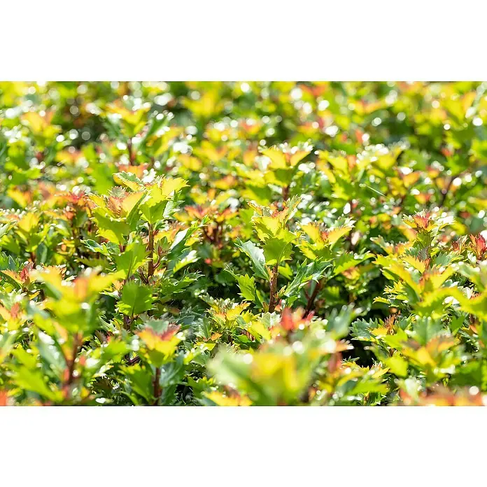 Piardino Stechpalme - Ilex meserveae 'Little Rascal'®, Topfgröße: 17 cm - Nahaufnahme von immergrünen Ilex crenata 'Helleri'-Sträuchern, die eine dichte, grüne und rote Laubdecke bilden.