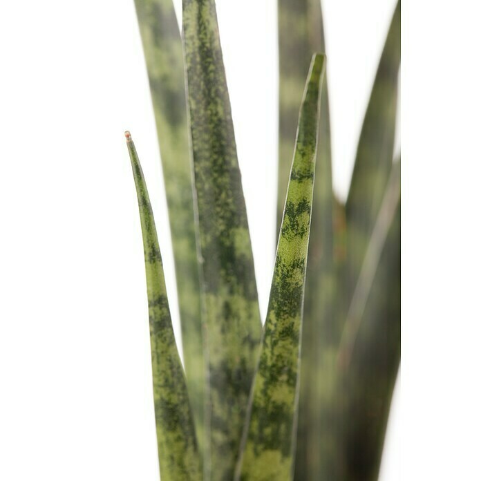 Piardino Bogenhanf Mix (Sansevieria cylindrica, Topfgröße: 9 cm, Gelb-Grün) | BAUHAUS