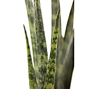 Piardino Bogenhanf Mix (Sansevieria cylindrica, Topfgröße: 9 cm, Gelb-Grün) | BAUHAUS