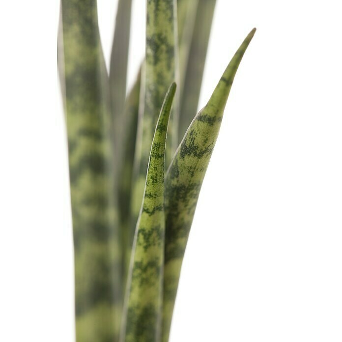 Piardino Bogenhanf (Sansevieria cylindrica, Topfgröße: 17 cm, Gelb-Grün) | BAUHAUS