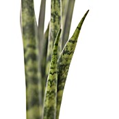 Piardino Bogenhanf (Sansevieria cylindrica, Topfgröße: 17 cm, Gelb-Grün) | BAUHAUS