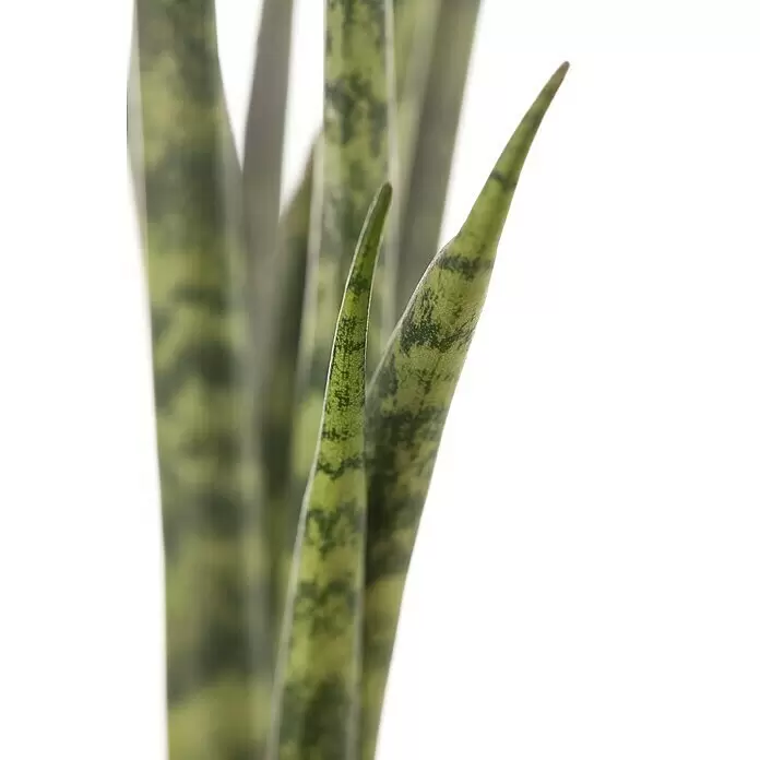 Piardino Bogenhanf Mix - Sansevieria cylindrica, Topfgröße: 9 cm, Gelb-Grün - Detailaufnahme