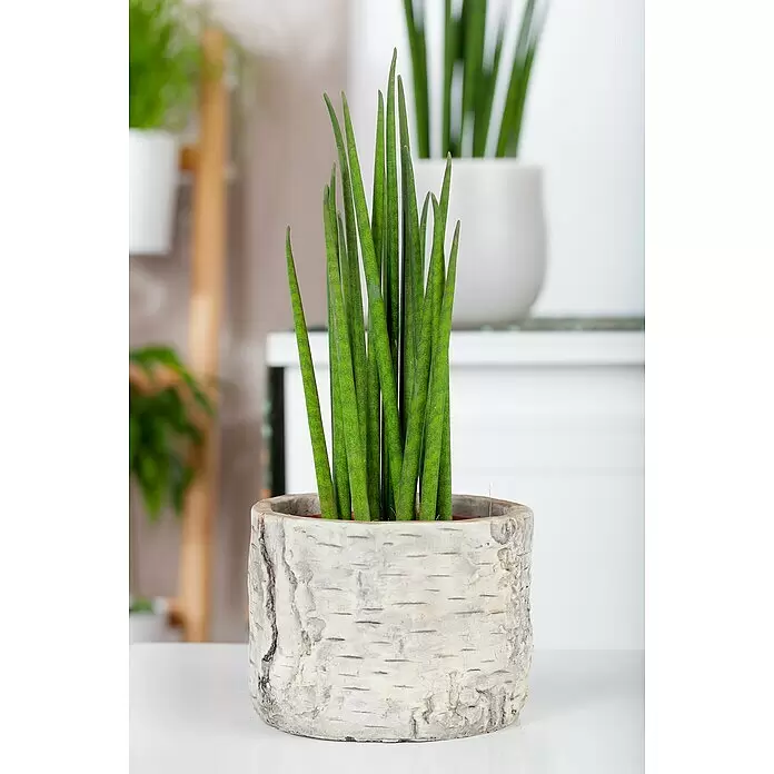 Piardino Bogenhanf Mix - Sansevieria cylindrica, Topfgröße: 9 cm, Gelb-Grün - Stimmungsaufnahme