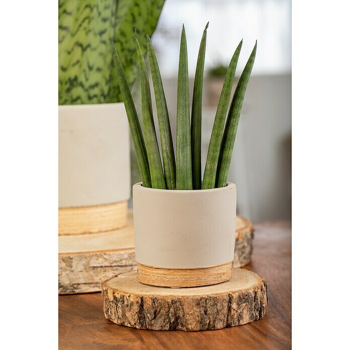 Piardino Bogenhanf Mix (Sansevieria cylindrica, Topfgröße: 9 cm, Gelb-Grün) | BAUHAUS