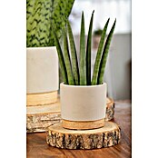 Piardino Bogenhanf Mix (Sansevieria cylindrica, Topfgröße: 9 cm, Gelb-Grün) | BAUHAUS