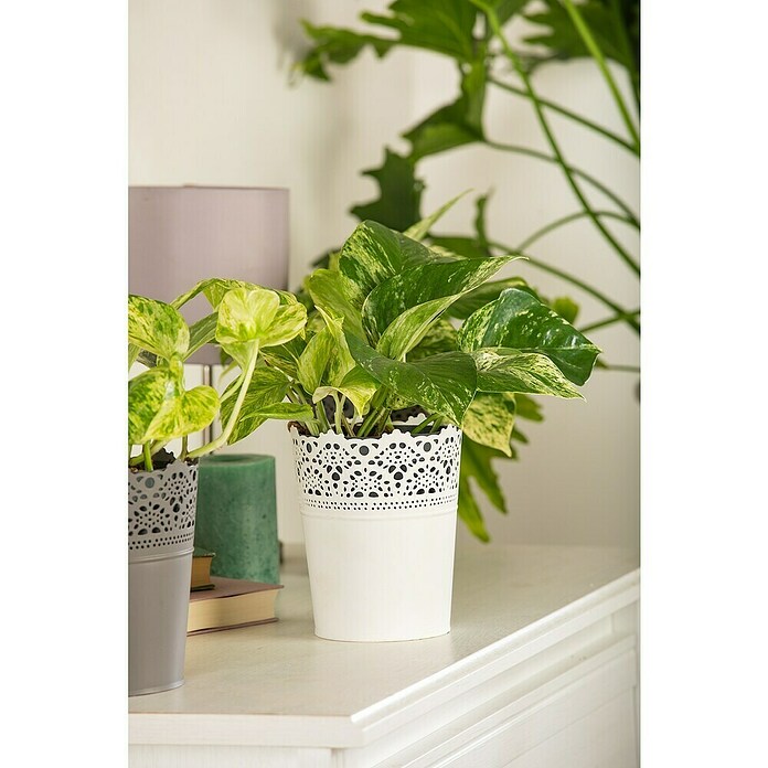 Piardino Efeutute (Epipremnum pinnatum 'Marble Queen', Topfgröße: 12 cm) | BAUHAUS