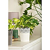 Piardino Efeutute (Epipremnum pinnatum 'Marble Queen', Topfgröße: 12 cm) | BAUHAUS