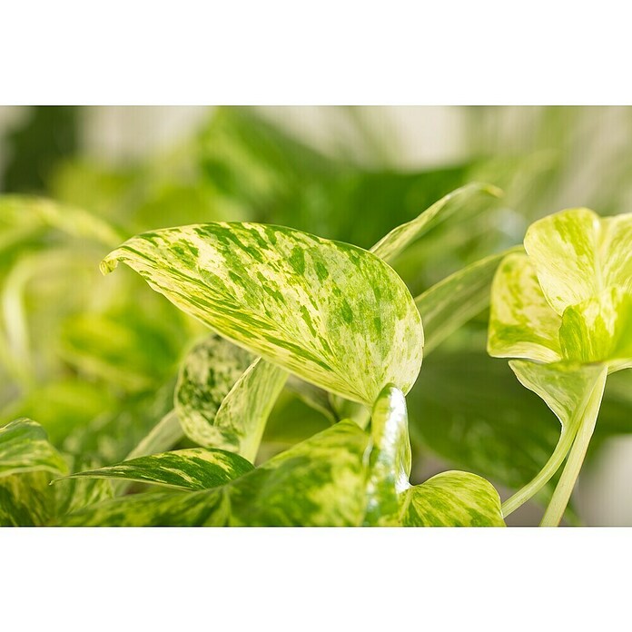 Piardino Efeutute (Epipremnum pinnatum 'Marble Queen', Topfgröße: 12 cm) | BAUHAUS