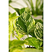 Piardino Efeutute (Epipremnum pinnatum 'Marble Queen', Topfgröße: 12 cm) | BAUHAUS