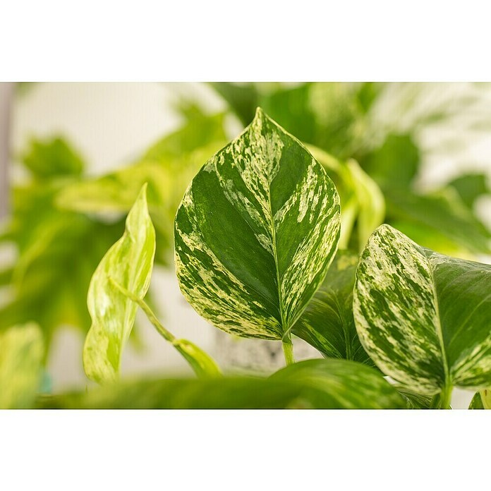 Piardino Efeutute (Epipremnum pinnatum 'Marble Queen', Topfgröße: 12 cm) | BAUHAUS