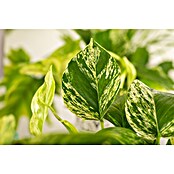 Piardino Efeutute (Epipremnum pinnatum 'Marble Queen', Topfgröße: 12 cm) | BAUHAUS