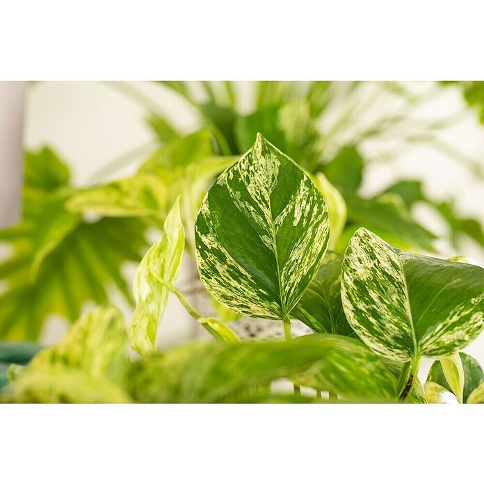 Piardino Efeutute (Epipremnum pinnatum 'Marble Queen', Topfgröße: 12 cm) | BAUHAUS