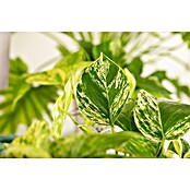 Piardino Efeutute (Epipremnum pinnatum 'Marble Queen', Topfgröße: 12 cm) | BAUHAUS
