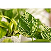Piardino Efeutute (Epipremnum pinnatum 'Marble Queen', Topfgröße: 12 cm) | BAUHAUS